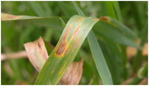Tratamiento septoria, septoriosis