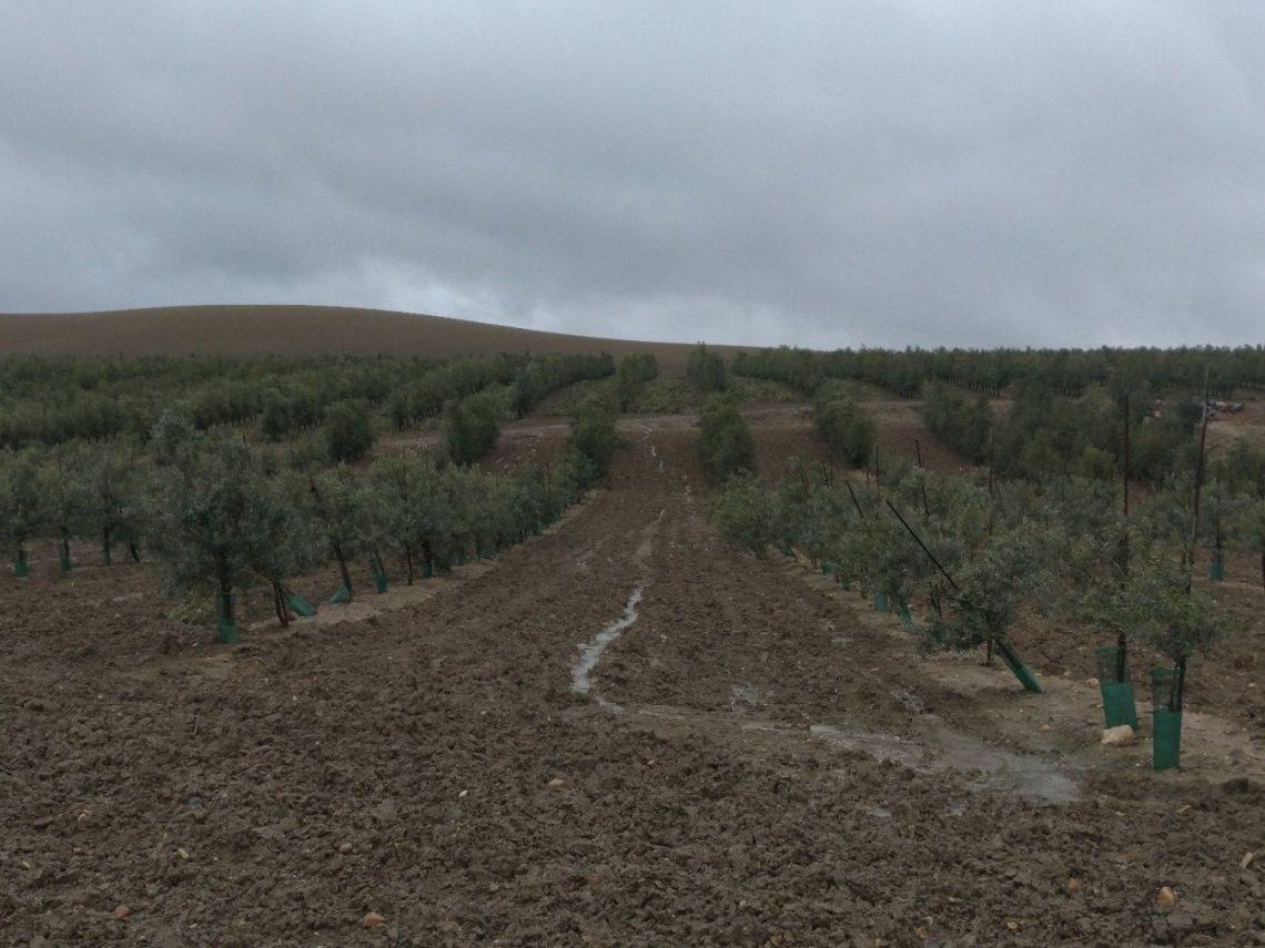 La erosión en el olivar