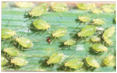 Aphis gossipi, pulgones