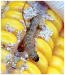 Ostringia nubilalis & Sesamia nonagroides, Taladro de maíz