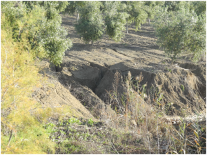 Terreno, pérdida de suelo