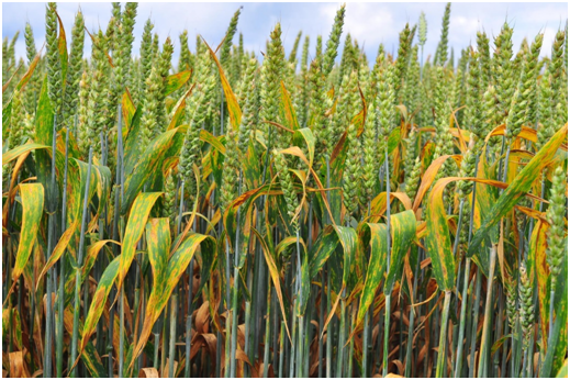 Tratamiento septoria