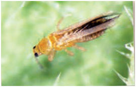 Frankliniella occidentalis & Co, Trips