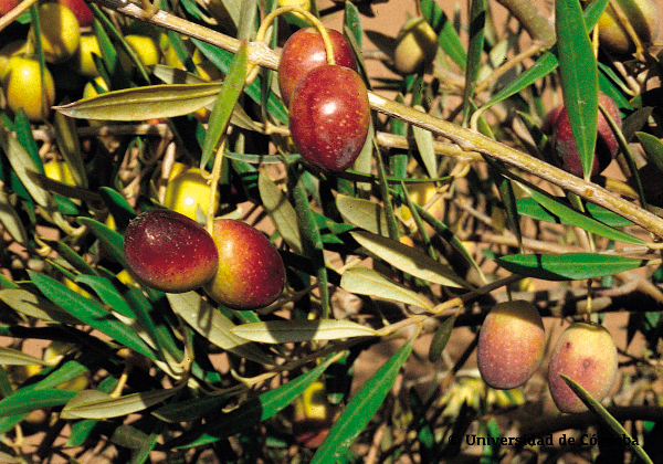 Variedad Verdeja