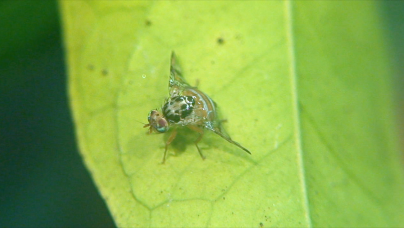 Mosca de la fruta, ceratitis capitata