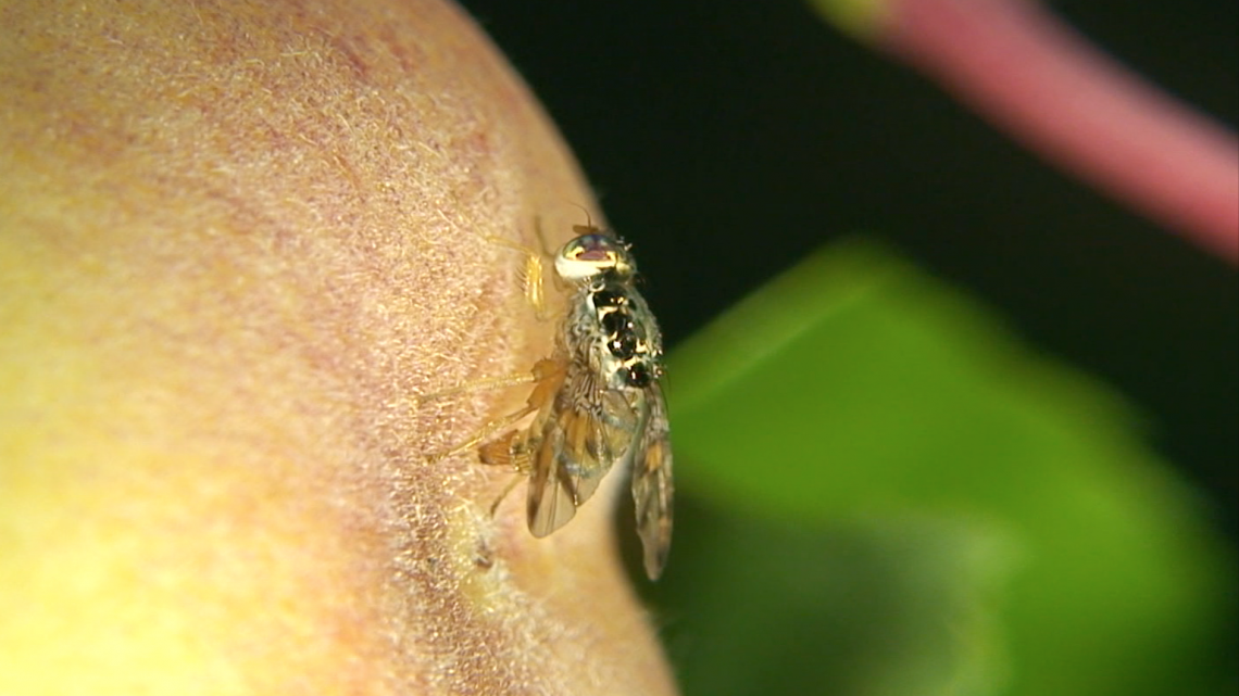 Mosca de la fruta (Ceratitis capitata)