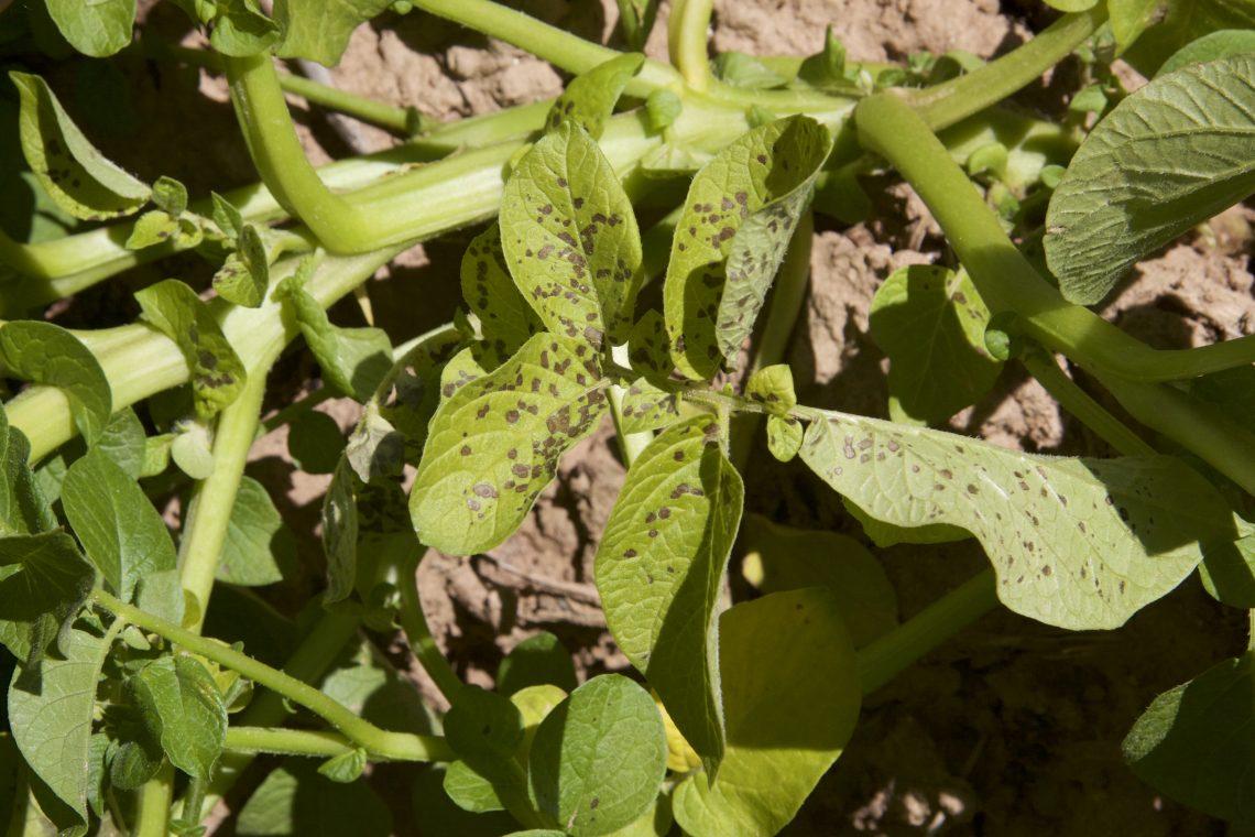 Alternaria en patata