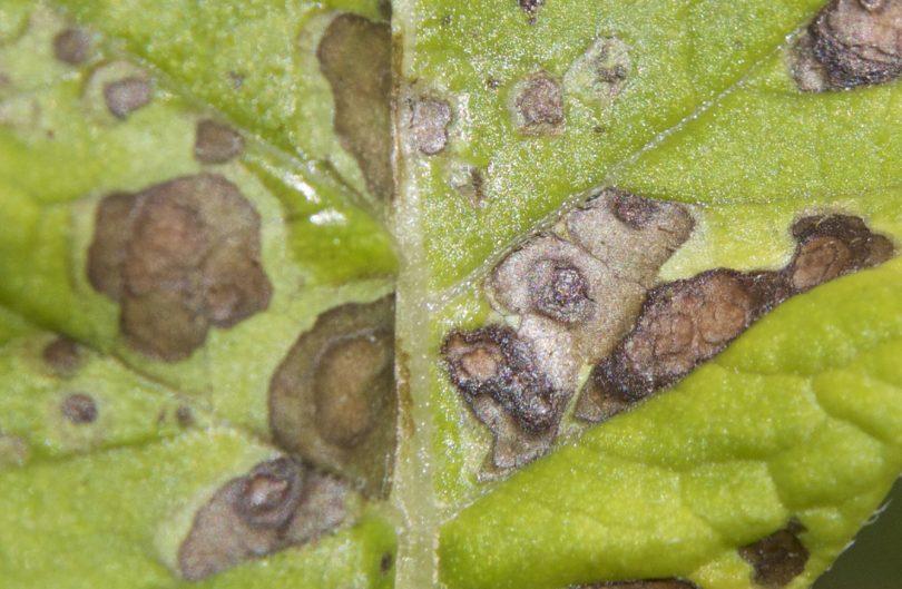 Ciclo biológico de la alternaria de la patata
