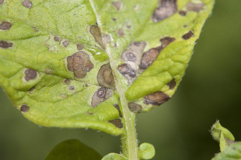 Sintomatología de la alternaria de la patata