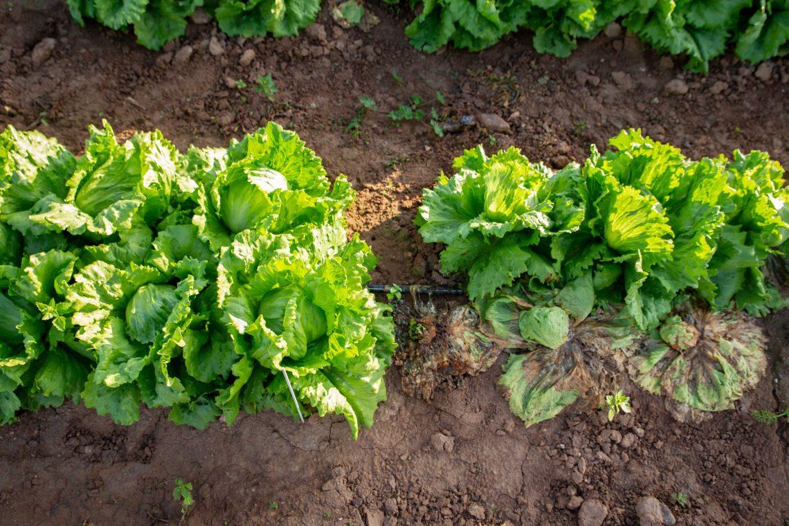 Esclerotinia en lechuga