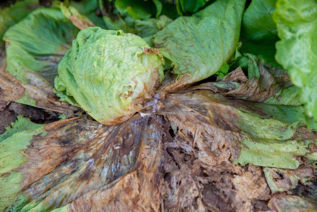 Esclerotinia en lechuga