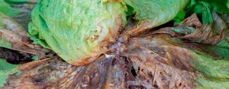 Esclerotinia en lechuga