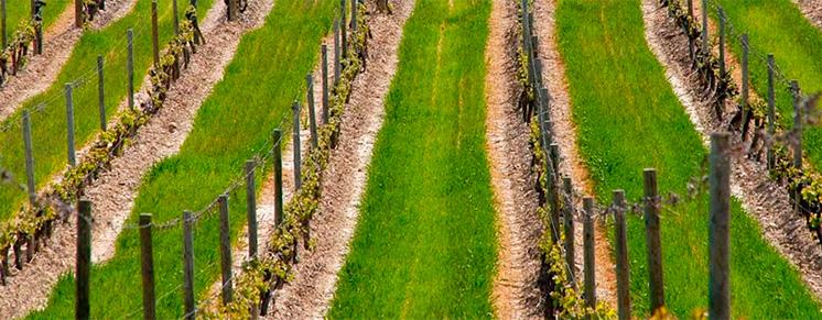 Cubiertas vegetales en viña