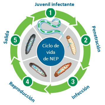 Cómo funcio0na NemaTrident F
