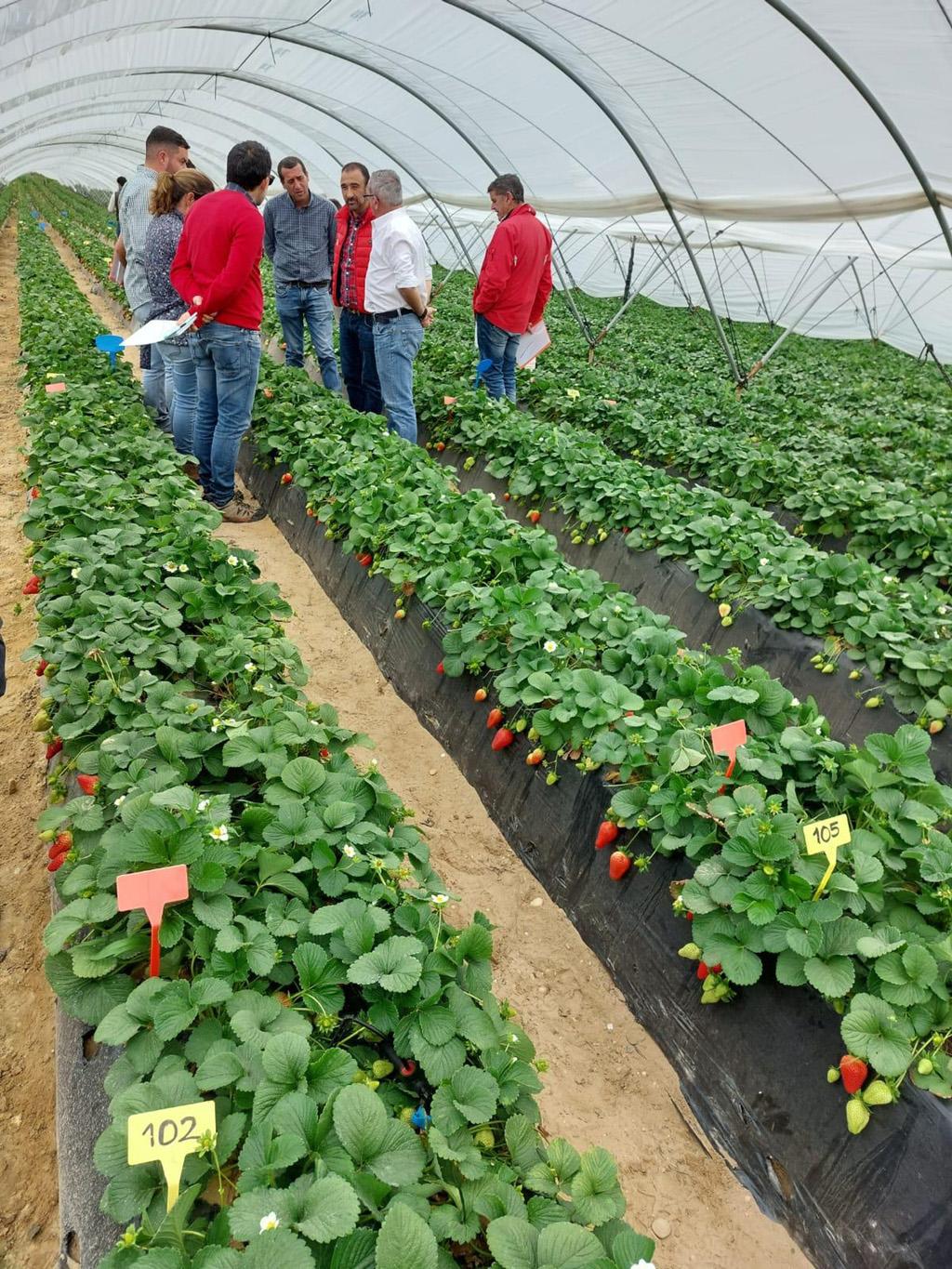 Uva de Mesa Embolsada del Vinalopó