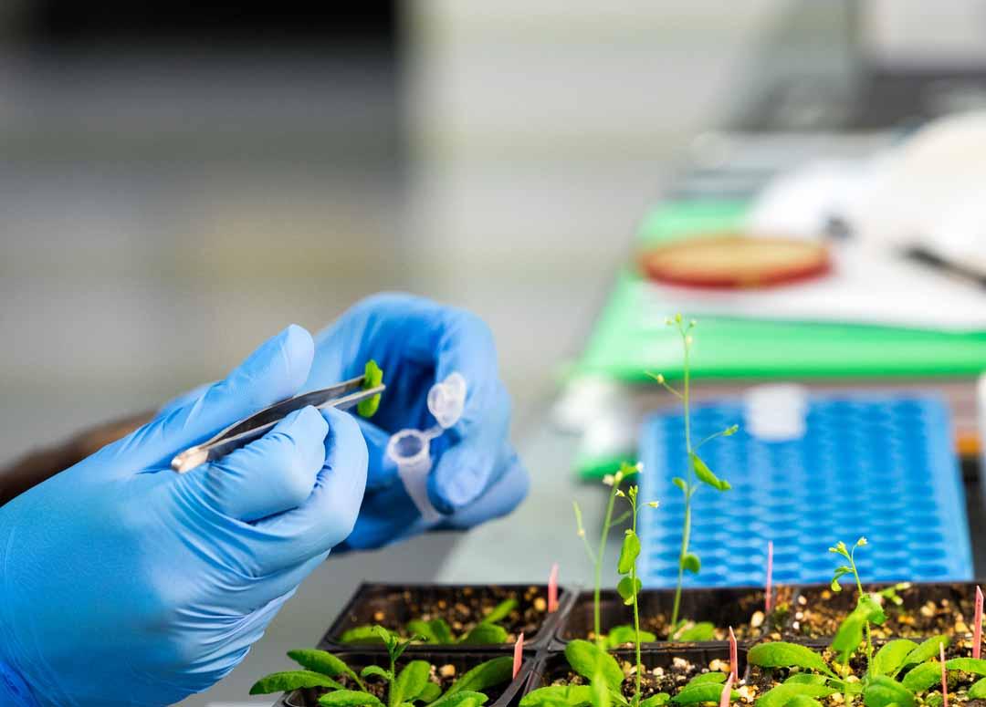 La investigación y desarrollo son esenciales para el grupo Syngenta