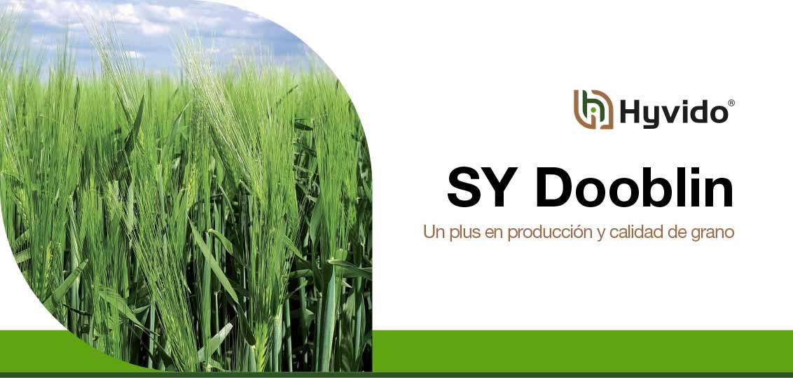 Semillas Hyvido SY Dooblin