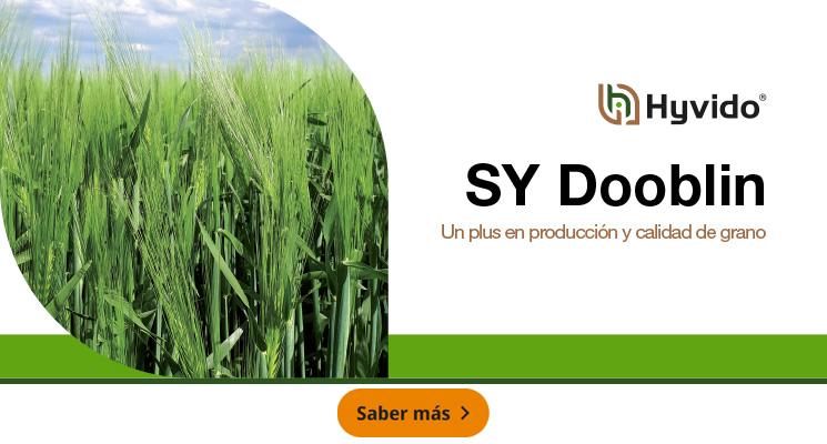Cebada Hyvido SY Dooblin