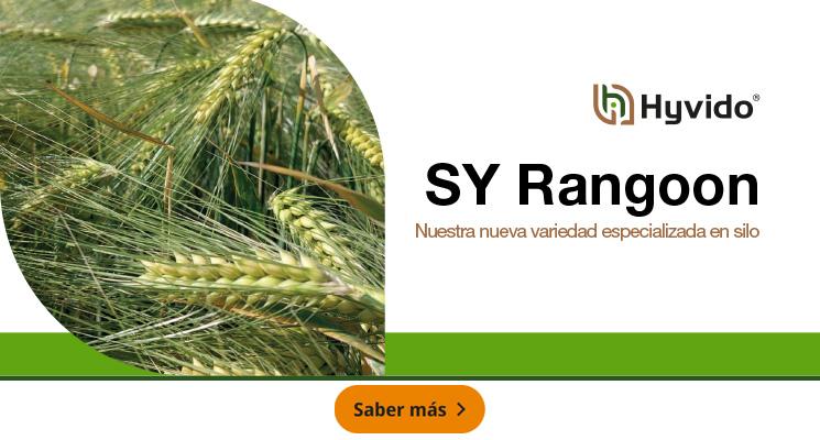 SY Rangoon - Nuestra nueva variedad especializada en silo
