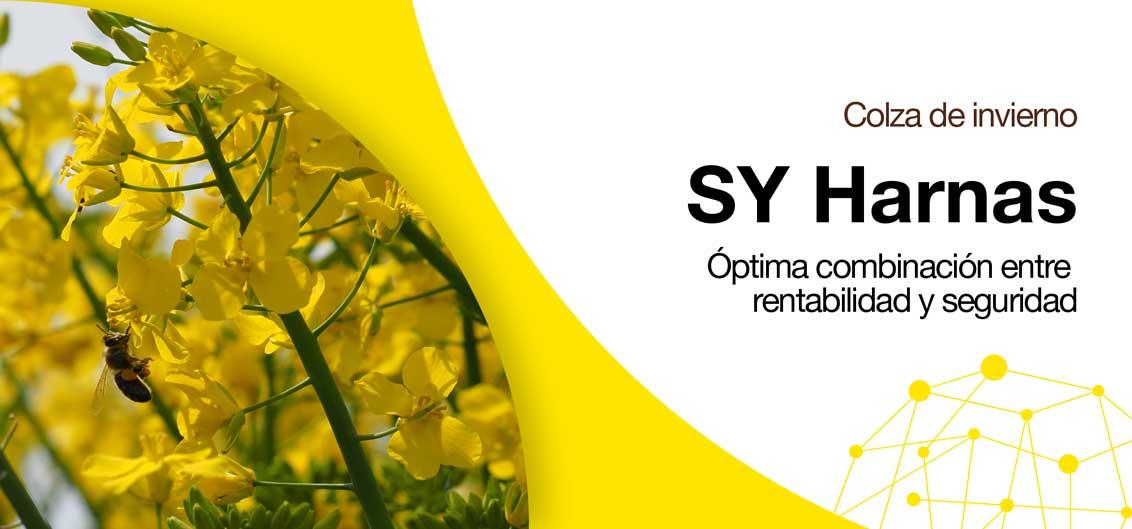 SY Harnas - Colza de invierno