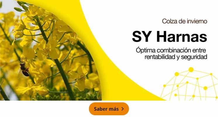 SY Harnas - Colza de invierno