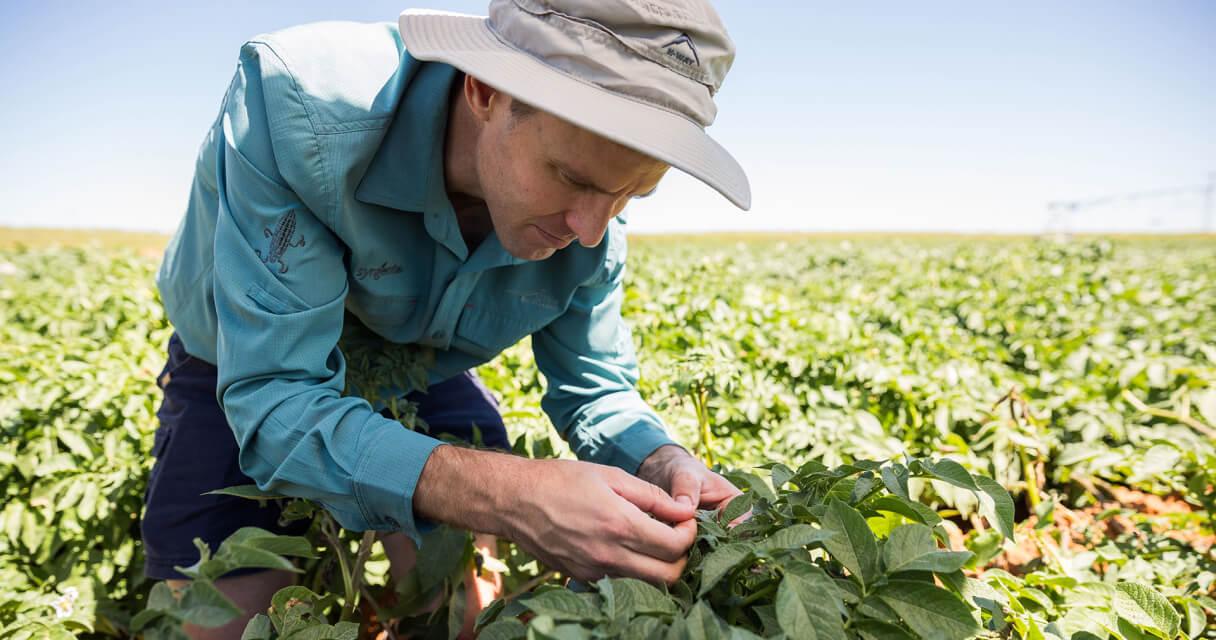 10.-print_male_farmer_inspecting_potato_crop_for_late_blight_phytophthora_infestans_and_early_blight_alternaria_solani_1.jpg