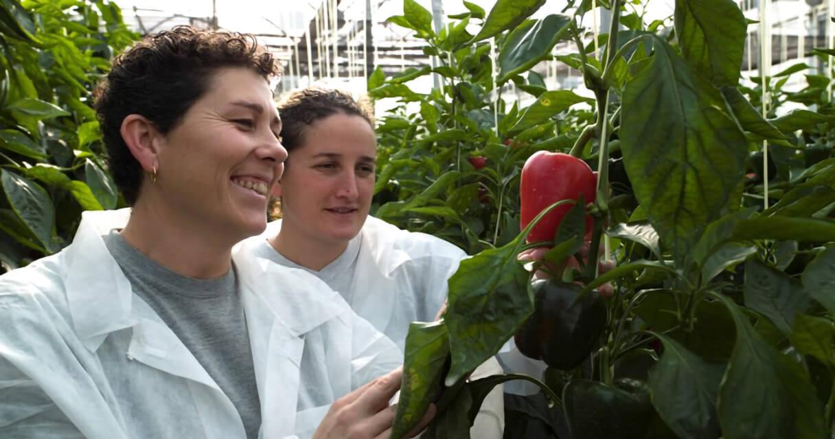14.-_growers_examining_red_pepper_in_greenhouse_lr_1.jpg