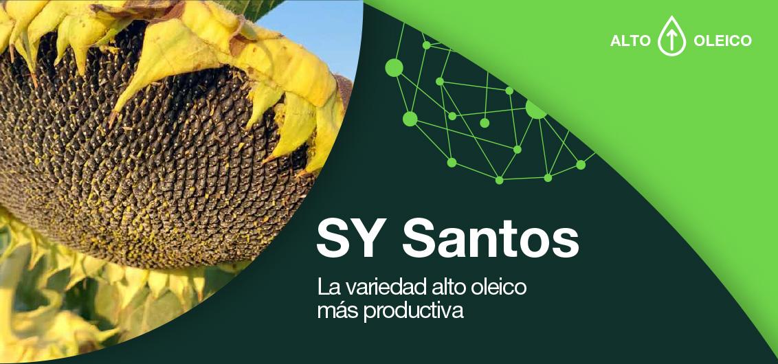 SY SANTOS, LA VARIEDAD ALTO OLEICO MÁS CORTA DEL MERCADO