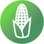 SY Carioca planta de porte