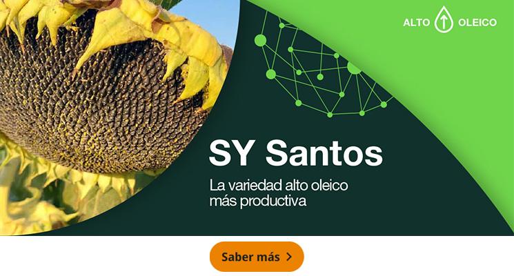 SY SANTOS, LA VARIEDAD ALTO OLEICO MÁS CORTA DEL MERCADO