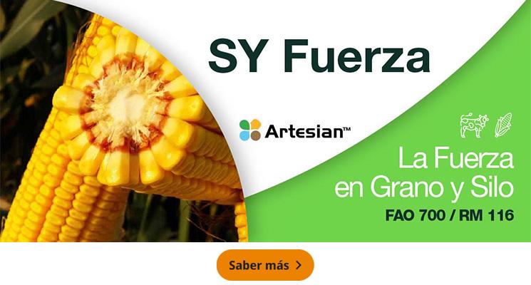 SY Fuerza, La fuerza en Grano y Silo