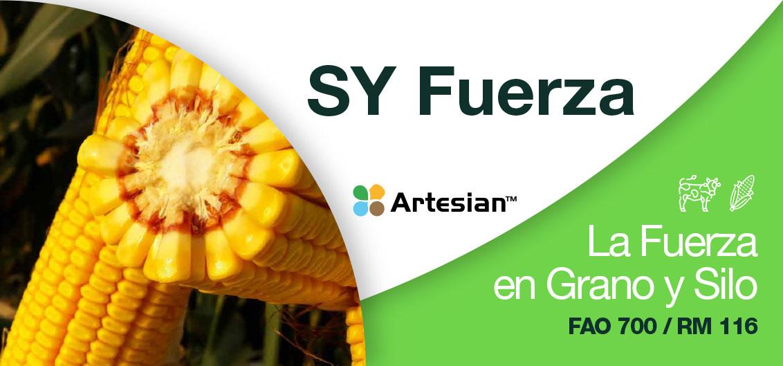 SY Fuerza, La Fuerza en Grano y Silo