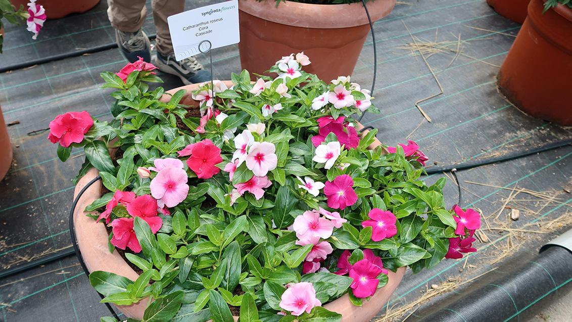 Vinca Cora XDR