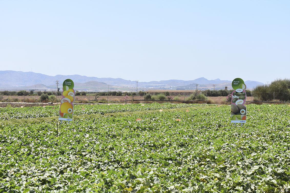 Escaparate de melón y sandía de primer nivel