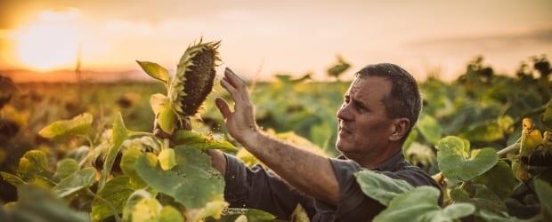 Syngenta | imagen  | banner imagen de un agricultor en campo de girasol limpiando un capítulo de girasol