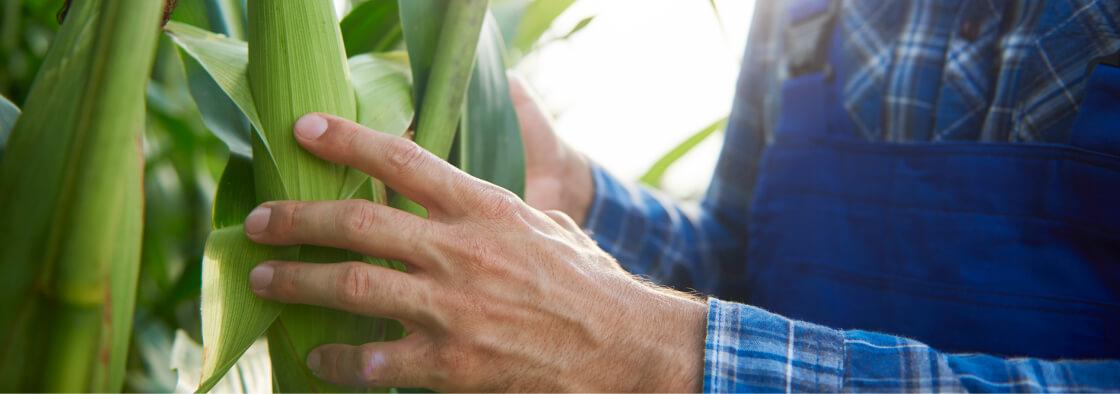Syngenta | imagen  | banner imagen de las manos de un agricultor en un cultivo de maíz