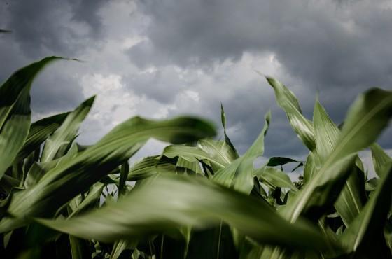 Cropwise Seed Selector