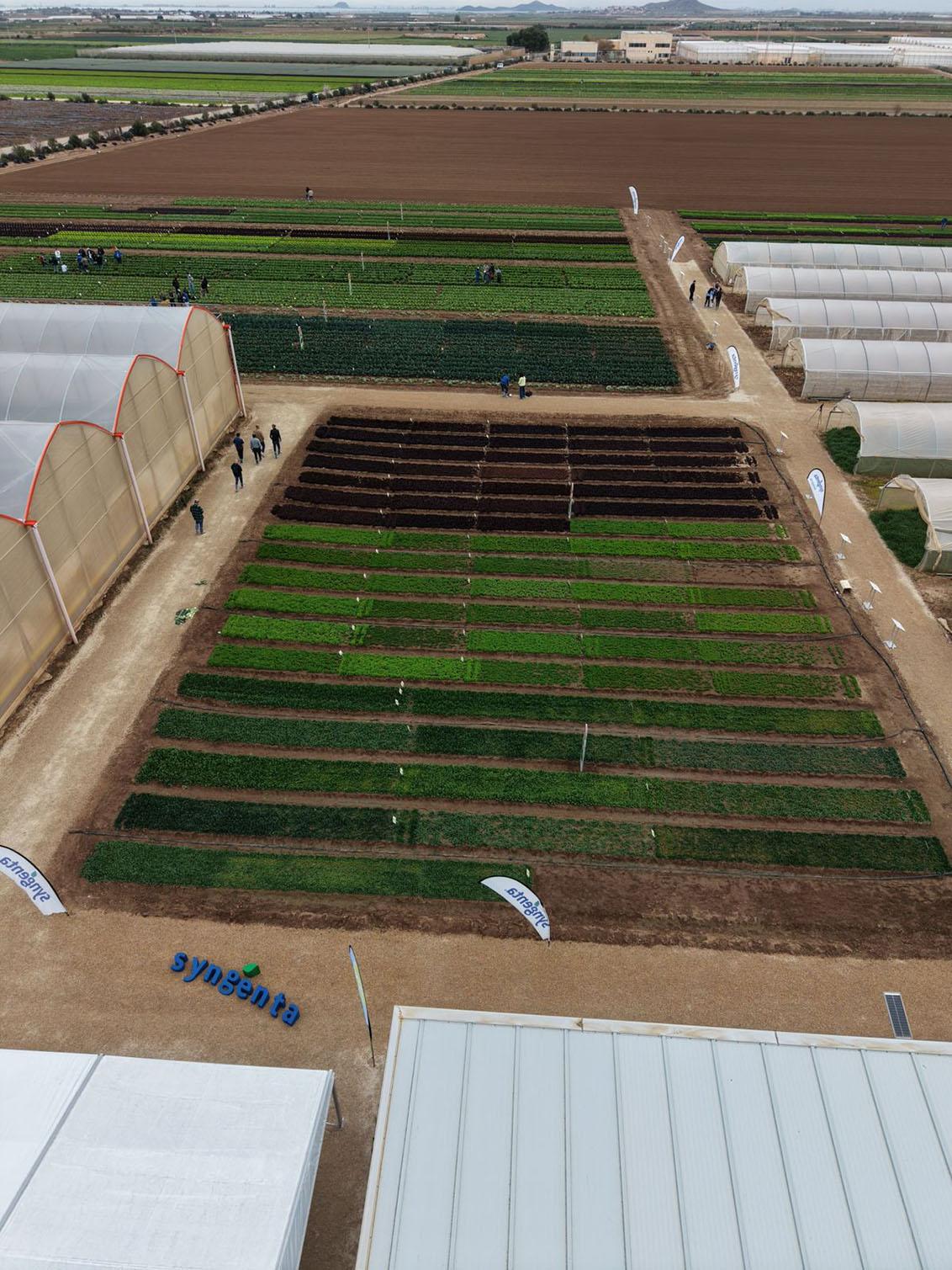 Syngenta en cultivos de hoja y brassica