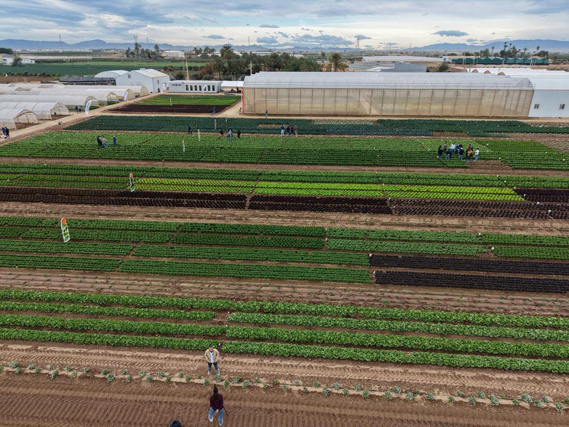 Syngenta en cultivos de hoja y brassica